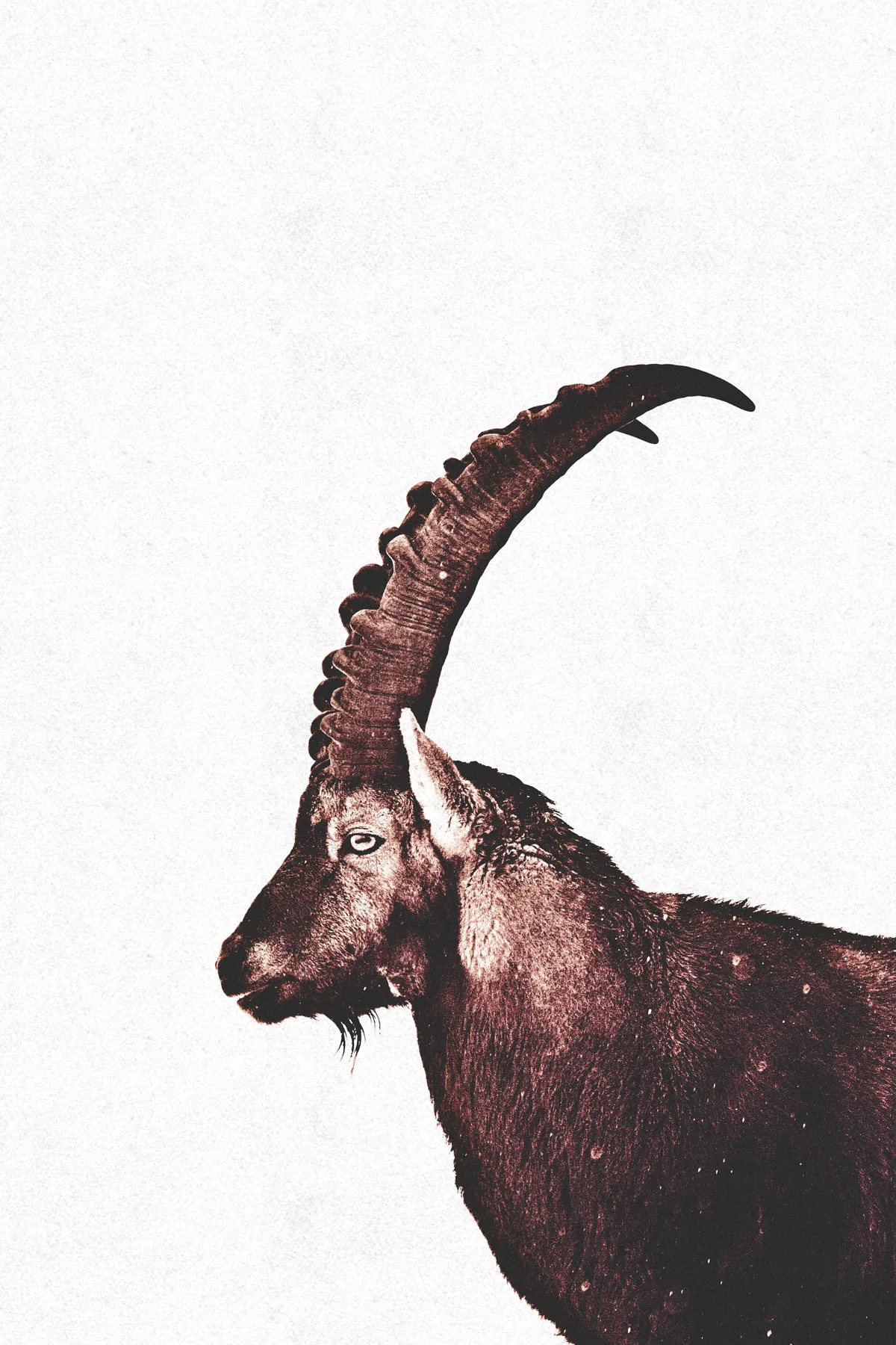 Leinwandbild Capricorn Snow