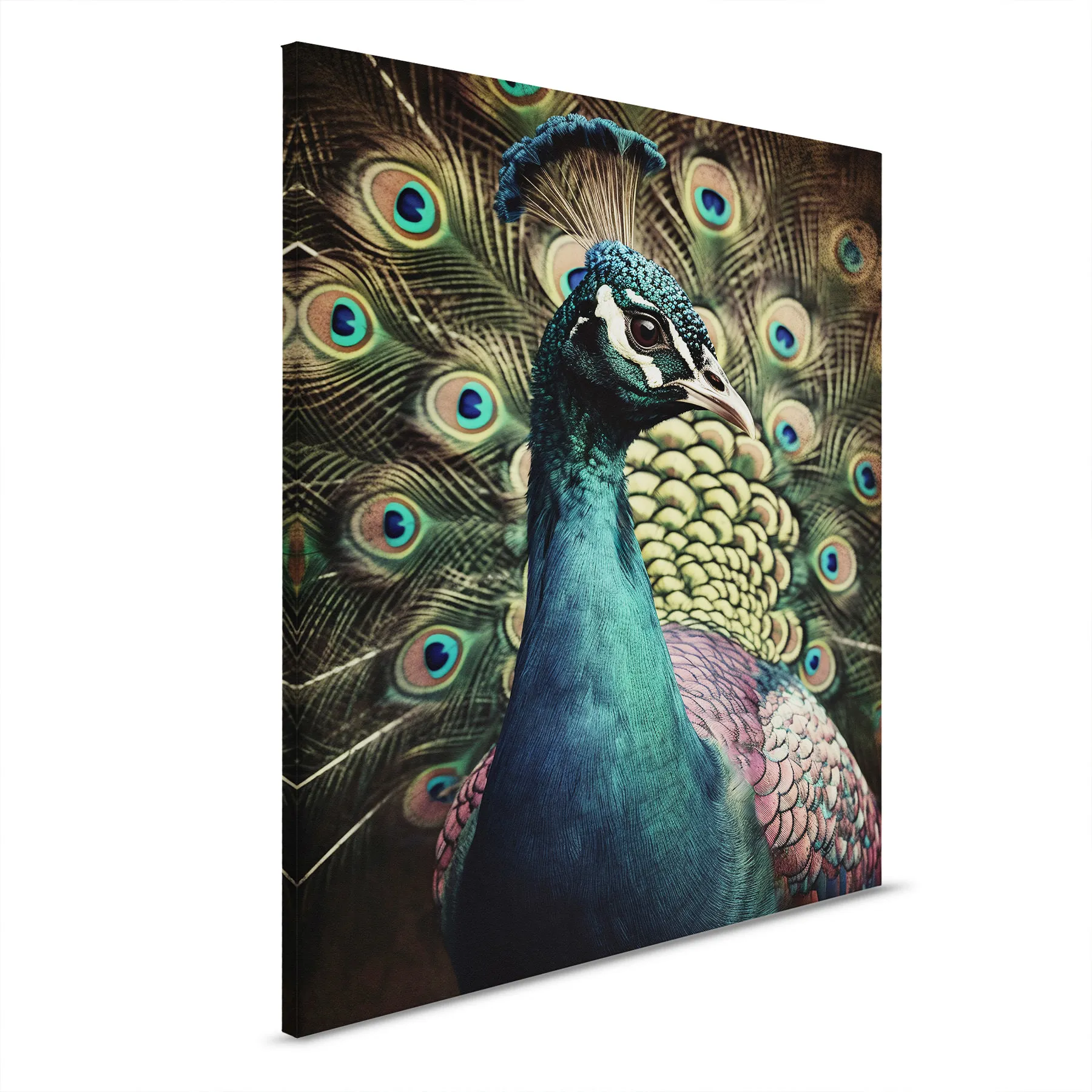 Leinwandbild Peacock Portrait