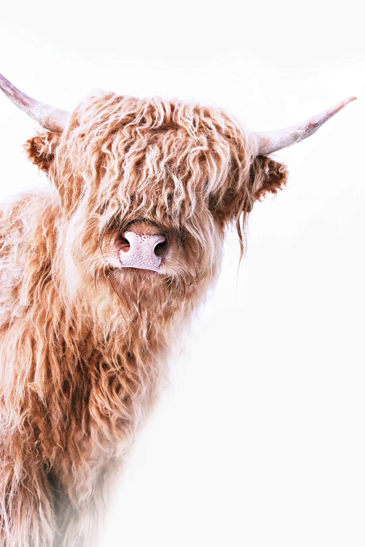 Leinwandbild Highland Cattle 2