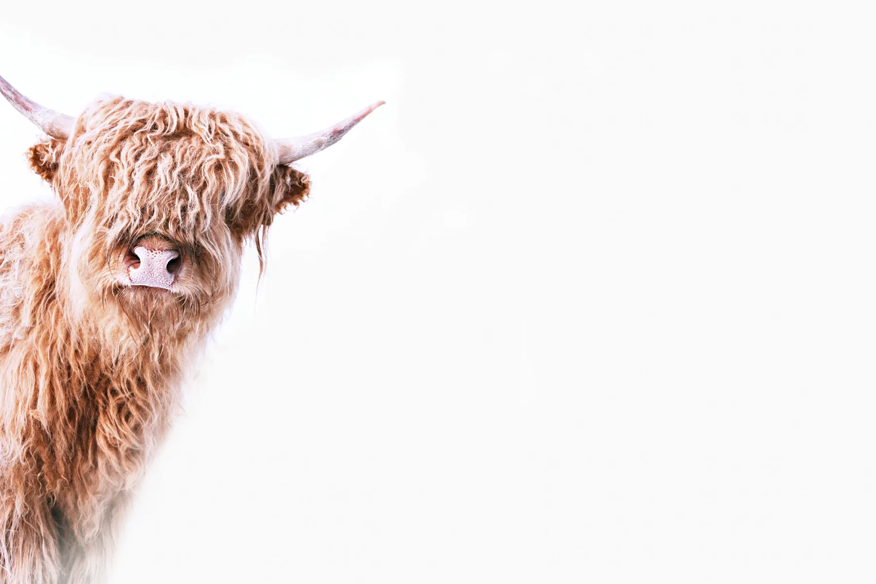 Leinwandbild Highland Cattle 2